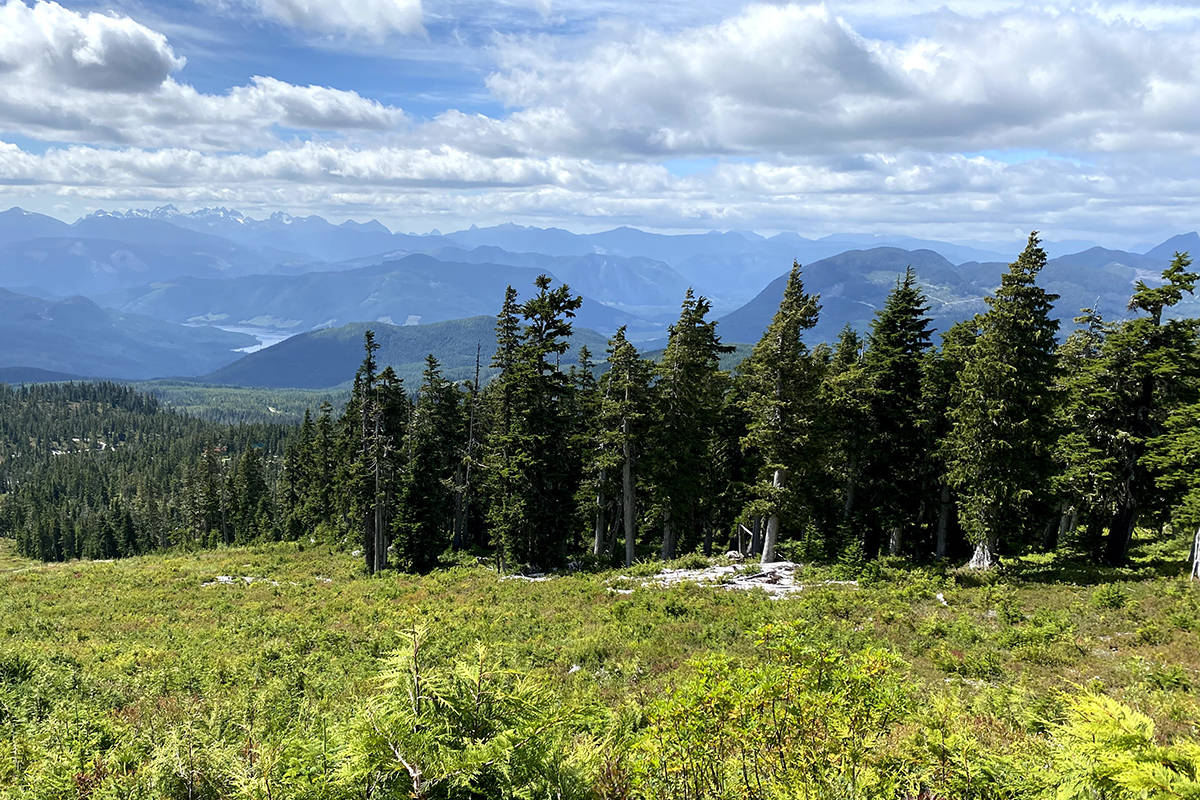 View from Mount Cain looking southwards towards Vancouver Island’s spectacular mountain range. (Zoë Ducklow)