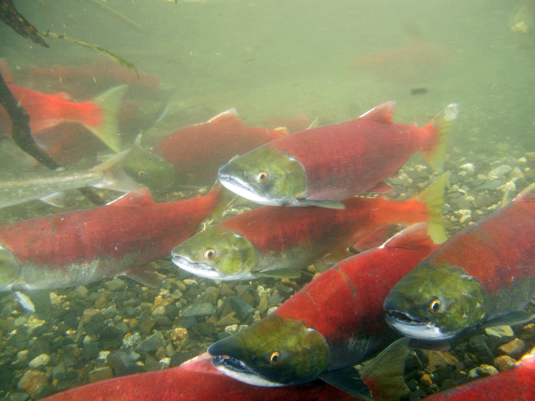 Sockeye salmon school in a small Bristol Bay creek in the summer of 2018. Municipal leaders will be voting on a resolution at the 2020 Union of B.C. Municipalities Convention for more nature-based solutions in flood management that doesn’t compromise salmon habitat. (Courtesy Photo | Mary Catharine Martin)