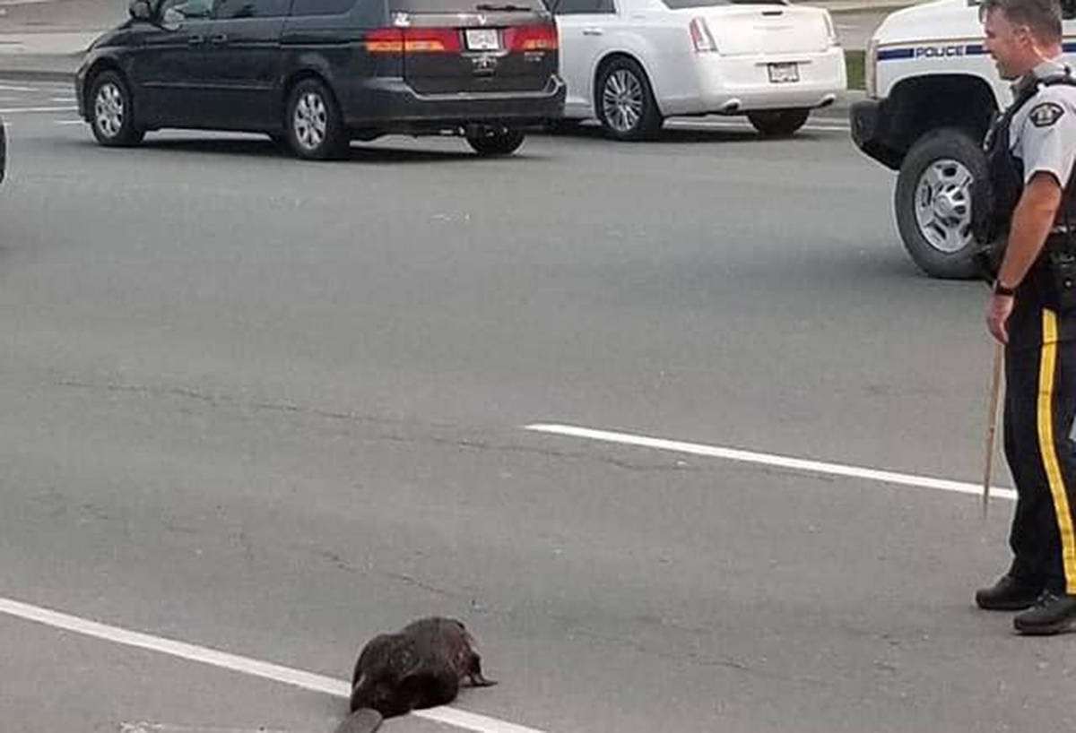 A beaver was in no big hurry to get to its destination Thursday morning as RCMP escorted the creature across a busy section of Evans Road. (Facebook photo)