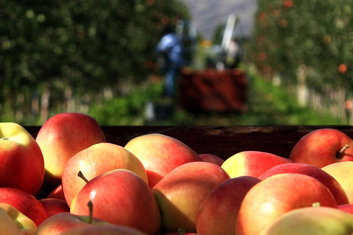 Apples are a prominent crop in British Columbia and elsewhere in Canada. (Photo courtesy Summerland Varieties)