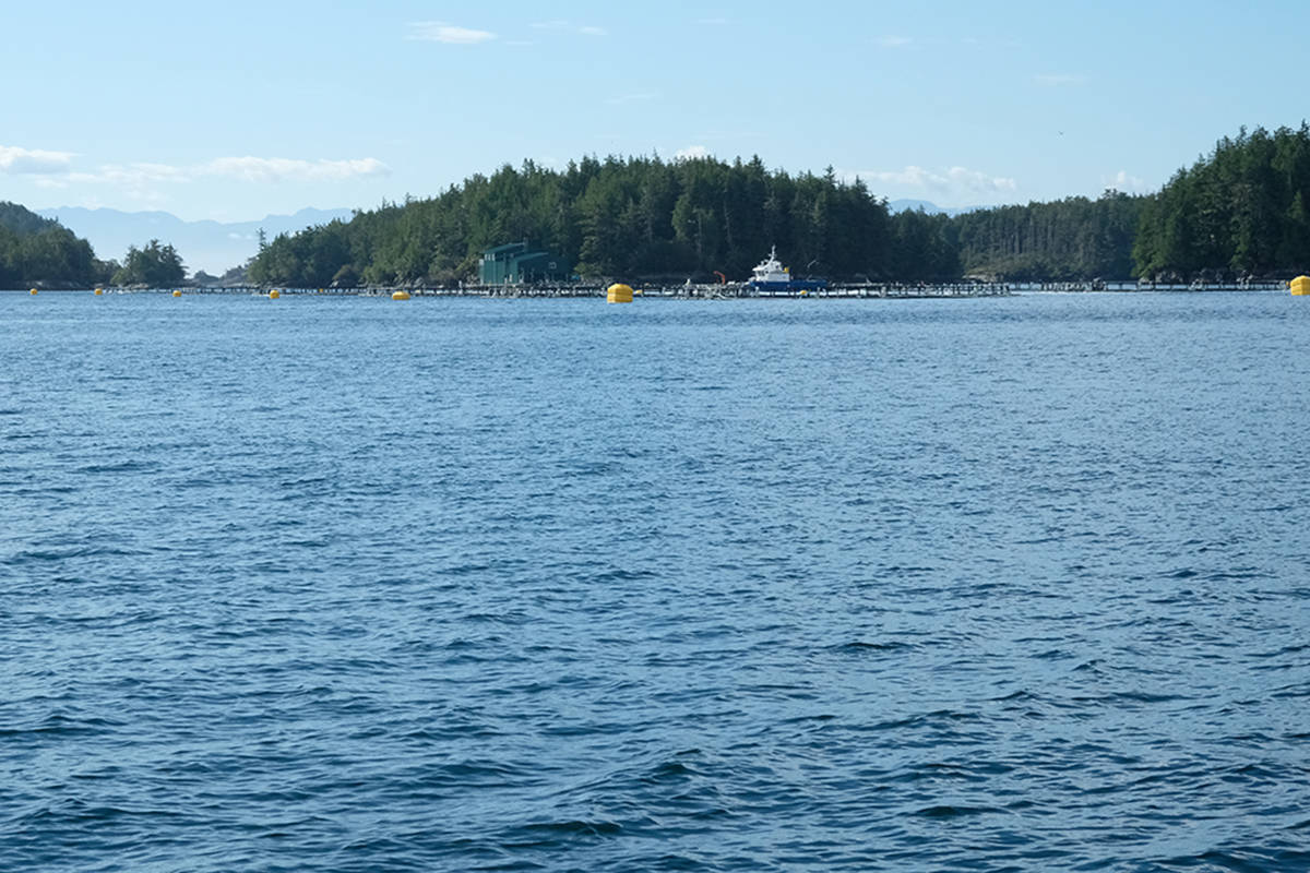 Heiltsuk First Nation calling on DFO to close fish farms, citing wild salmon extinction risk