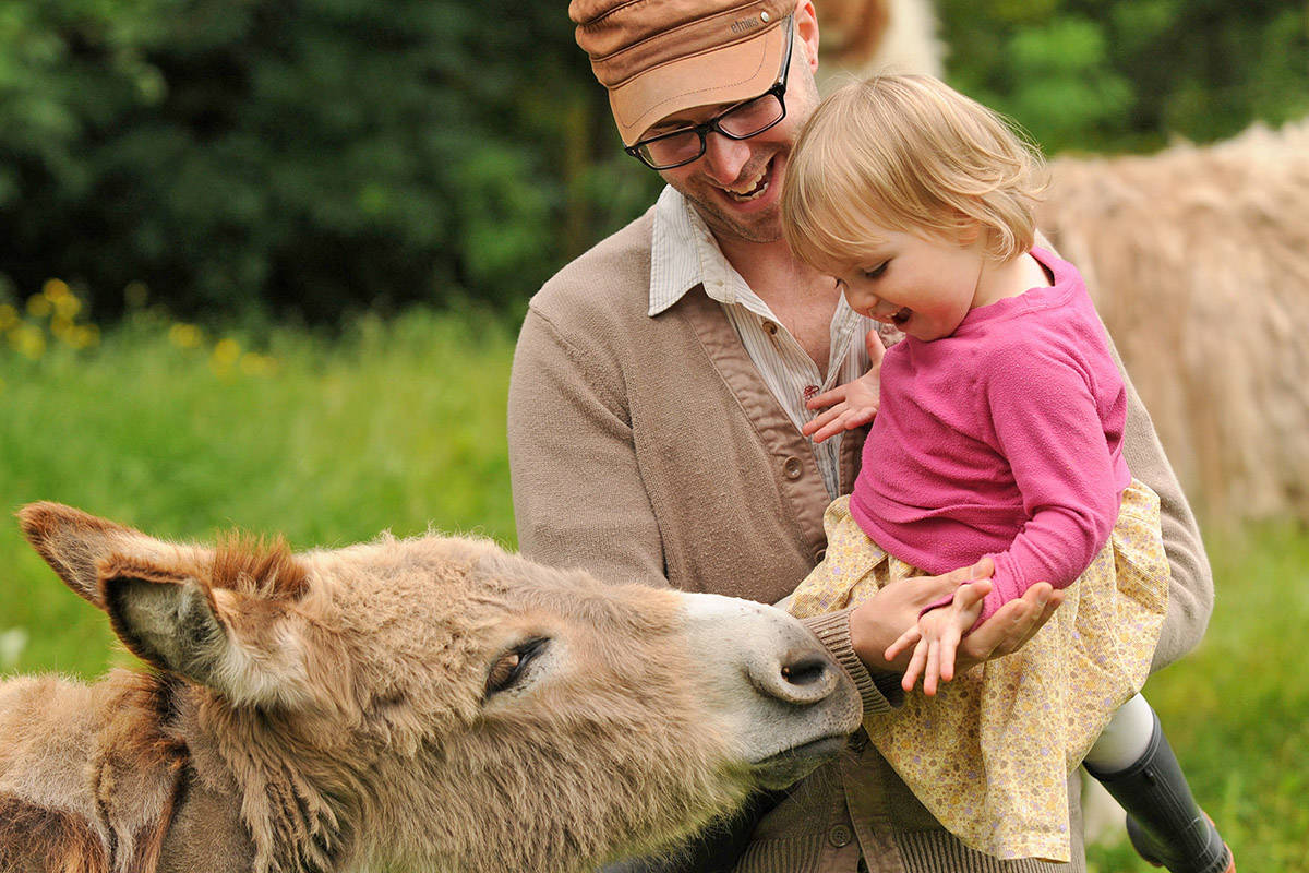 Will Faughnan holds two-year-old daughter, River, as she feeds Bundle, a Sicilian miniature donkey at RLDD Farm in Chilliwack on June 8, 2013. Friday, Oct. 2 is World Farm Animals Day. (Jenna Hauck/ Chilliwack Progress file)