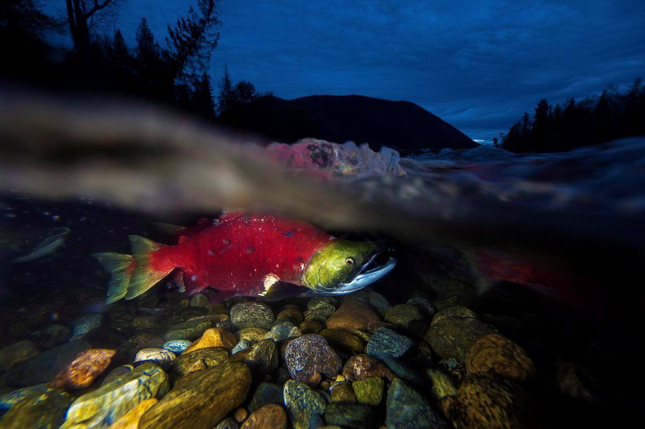 Spawning sockeye salmon make their way up the Adams River in Roderick Haig-Brown Provincial Park near Chase, B.C. Monday, Oct. 13, 2014. THE CANADIAN PRESS/Jonathan Hayward
