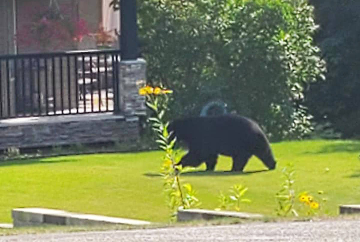 This black bear wreaked some havoc on Fawn Rd. on Sept. 12. It damaged a plum tree and ate all of its fruit. (Submitted photo)
