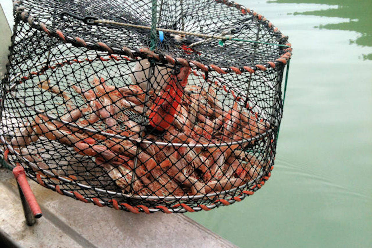 Flash frozen prawns still sitting in cold storage. (BC Prawns image)