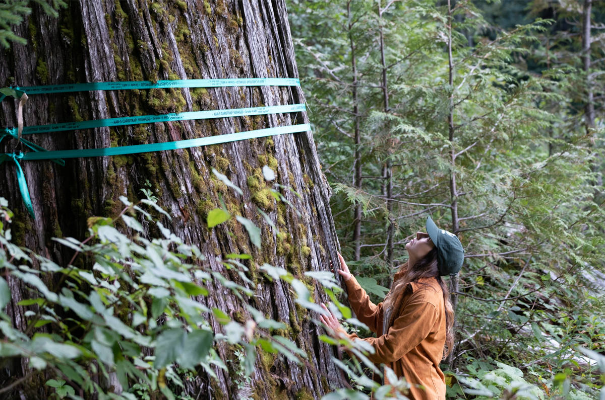 Protesters measure old growth trees set to be logged in Argonaut Creek, north of Revelstoke. The area is habitat for endangered caribou. (Submitted by Wilderness Committee)