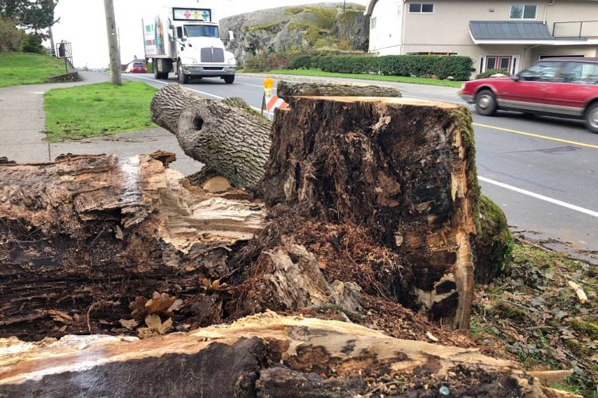 A mature Garry oak fell onto Richmond Road on Oct. 13 near Camosun College Lansdowne campus. (Travis Paterson/News Staff)