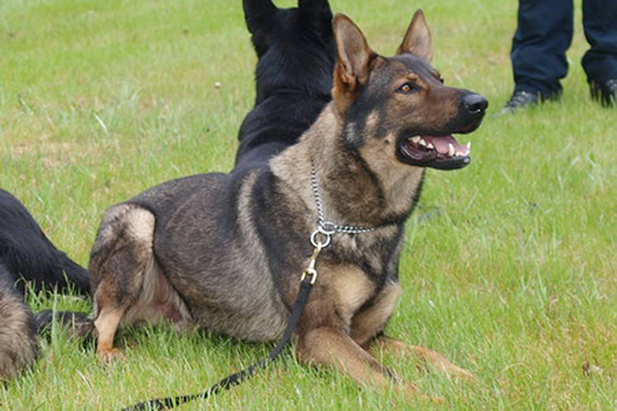 A file photo of an RCMP dog. (Campbell River RCMP photo)