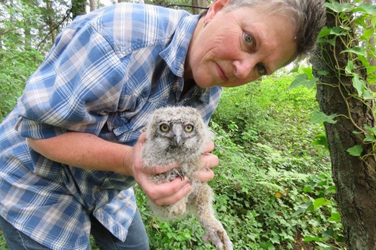 Environmental advocate, Dorothy Chambers cradles an owlet – fathered by the owl recently found dead – that fell from its nest in 2018. (Photo courtesy Dorothy Chambers)