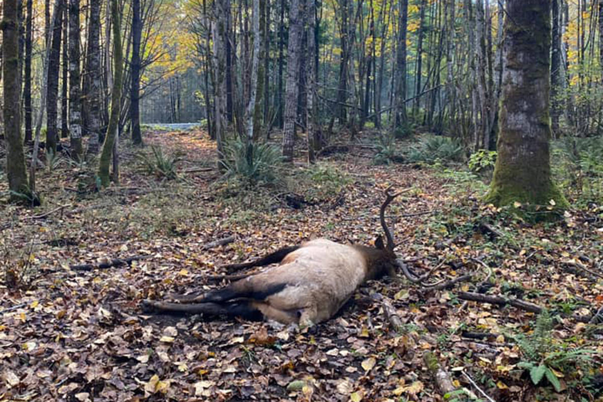 Conservation officers hope the public can provide information about who shot and left a bull and cow Roosevelt elk near Spruston Road, south of Nanaimo. (Photo: Facebook)