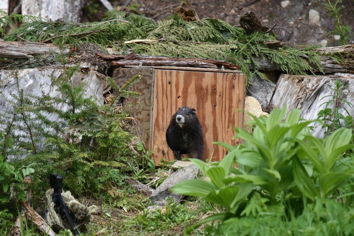 The Calgary Zoo is aiding in recovery efforts for the Vancouver Island marmot, an endangered species. Pictured here, a marmot at Mount Washington. (Black Press file)
