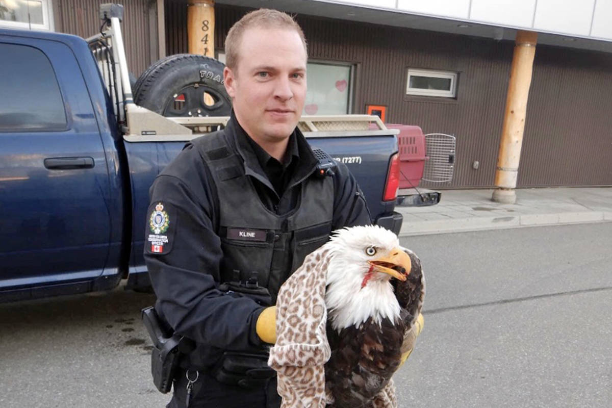 100 Mile Conservation officer Joel Kline gingerly holds an injured but very much alive bald eagle after extracting him from a motorist’s minivan. (Photo submitted)