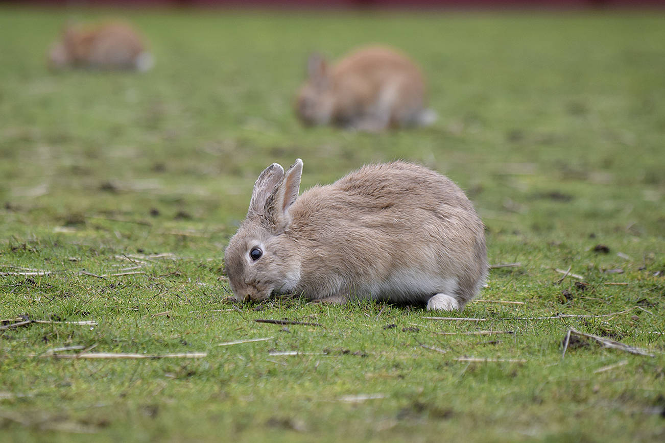 The damage from feral rabbits in Royal Bay has some residents frustrated. (File photo by THE CANADIAN PRESS)