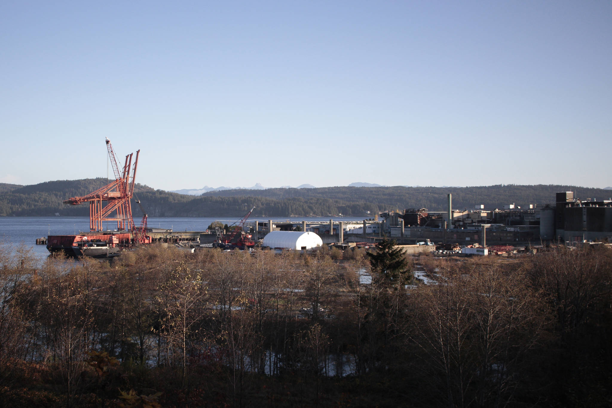 Three cranes (at left) were seen travelling past Campbell River on Thursday Nov. 5, 2020. They were at Discovery Park industrial area on Friday morning. Photo by Marc Kitteringham, Campbell River Mirror.