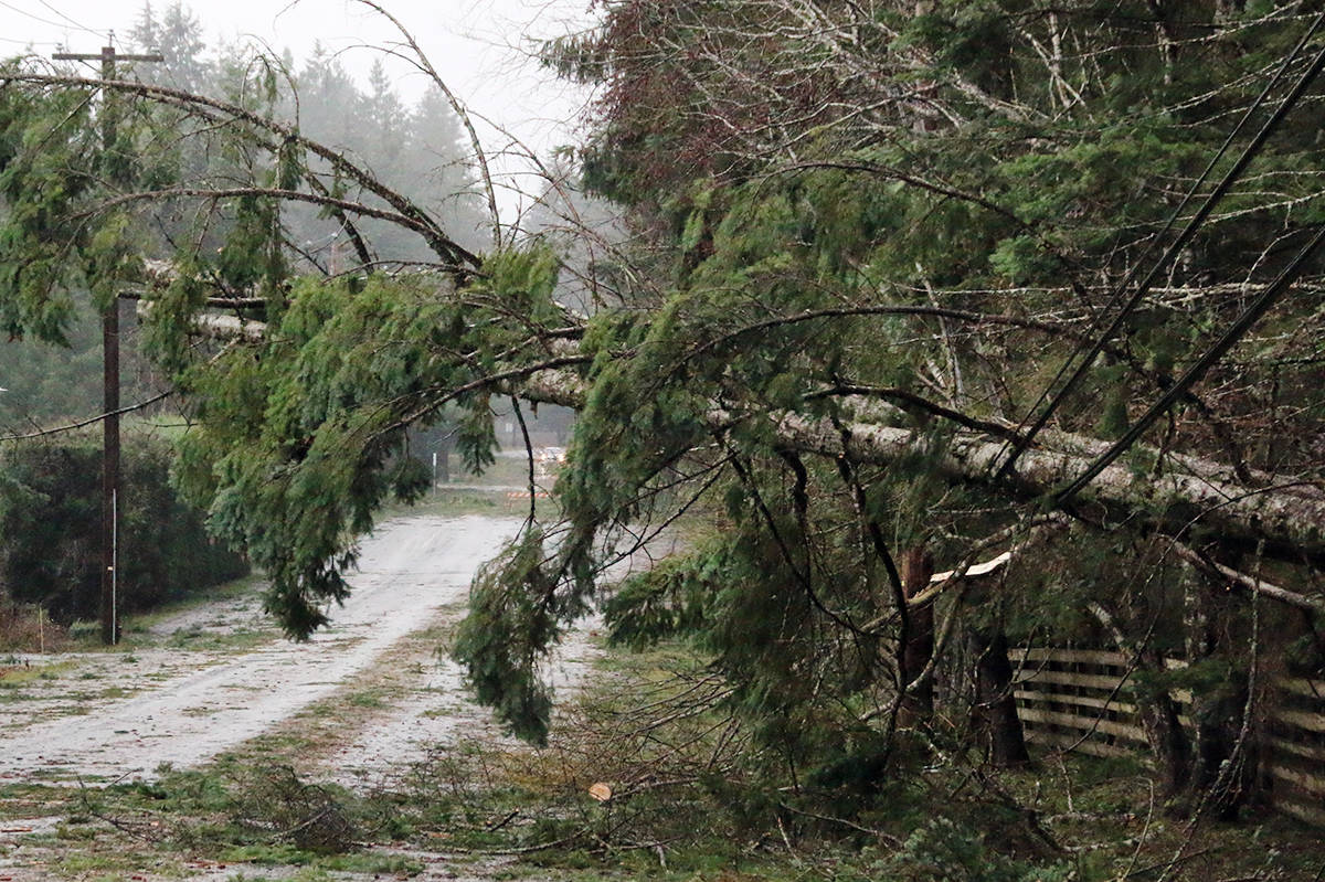 When the wind howls, trees can come down and may bring power lines with them. (Black Press Media file photo)