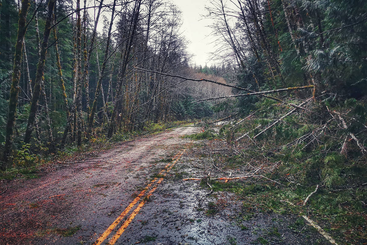 Trees downed on the Frigon Road to Port Alice. (David Burnett | Facebook)