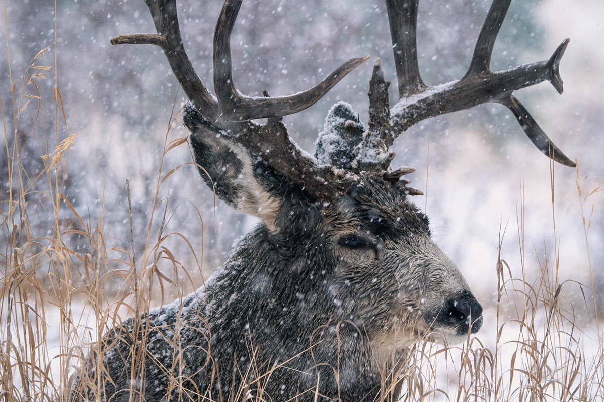 Droptine, a 5-by-5 mule deer buck who was poached within Kimberley limits. This photo was taken by Dallas Rehill who said: It deeply saddens me I won’t be able to photograph this beautiful animal in years to come. (Dallas Rehill photo)
