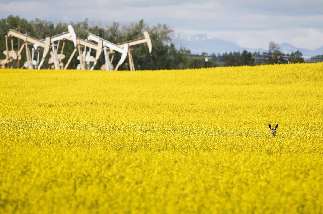 Pumpjacks draw oil out of the ground as a deer stands in a canola field near Olds, Alta., Thursday, July 16, 2020. The Canada Energy Regulator says we will still heavily rely on fossil fuels over the next 30 years even with a bigger carbon tax and other new climate change policies. THE CANADIAN PRESS/Jeff McIntosh
