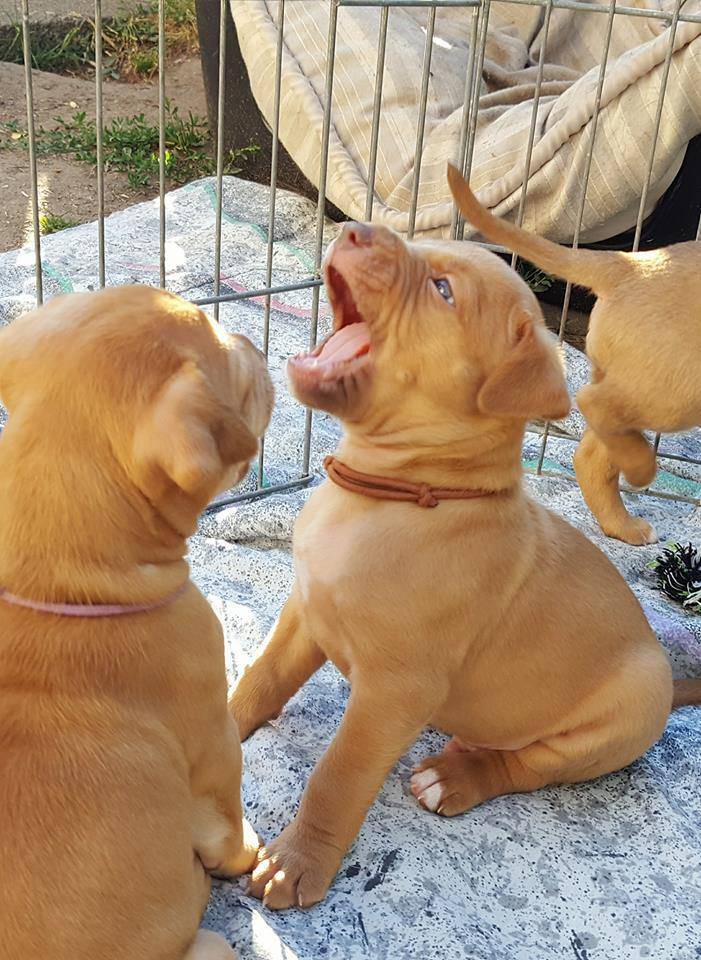 An Oak Bay resident was scammed $3,300 in an online puppy purchase. (Black Press Media file photo)