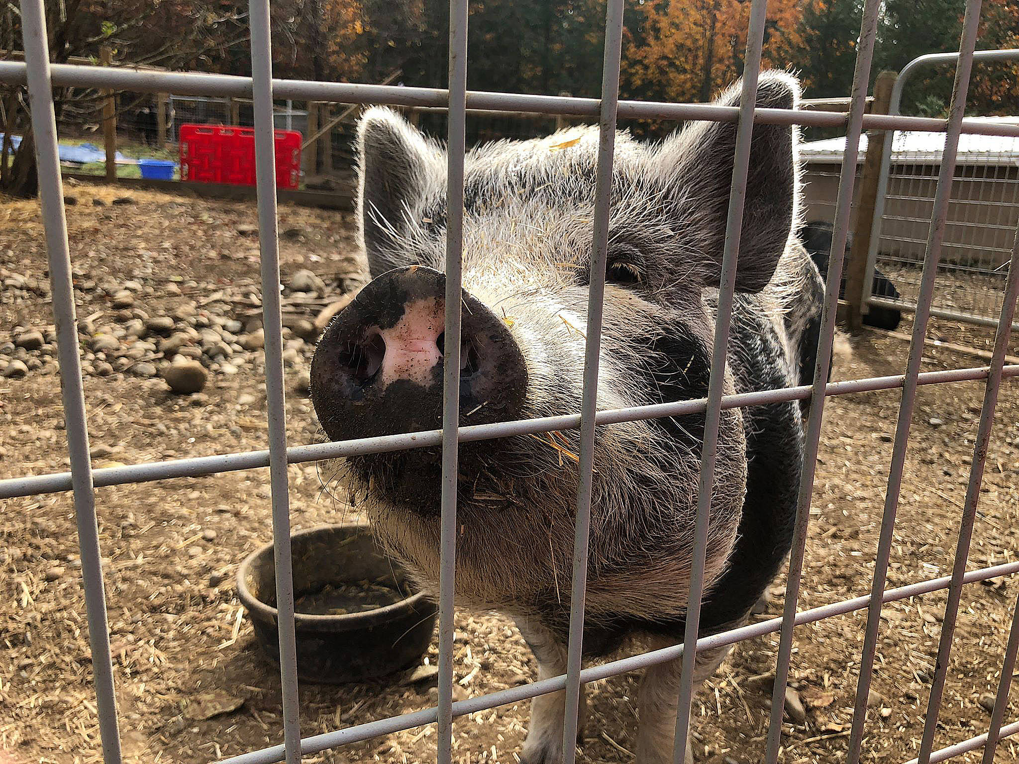 Gracie couldn’t stop nursing from her previous owner’s goats which was problematic given the goats were trying to be dried out to breed. Gracie now lives at A Home for Hooves. (Sarah Simpson/Citizen)
