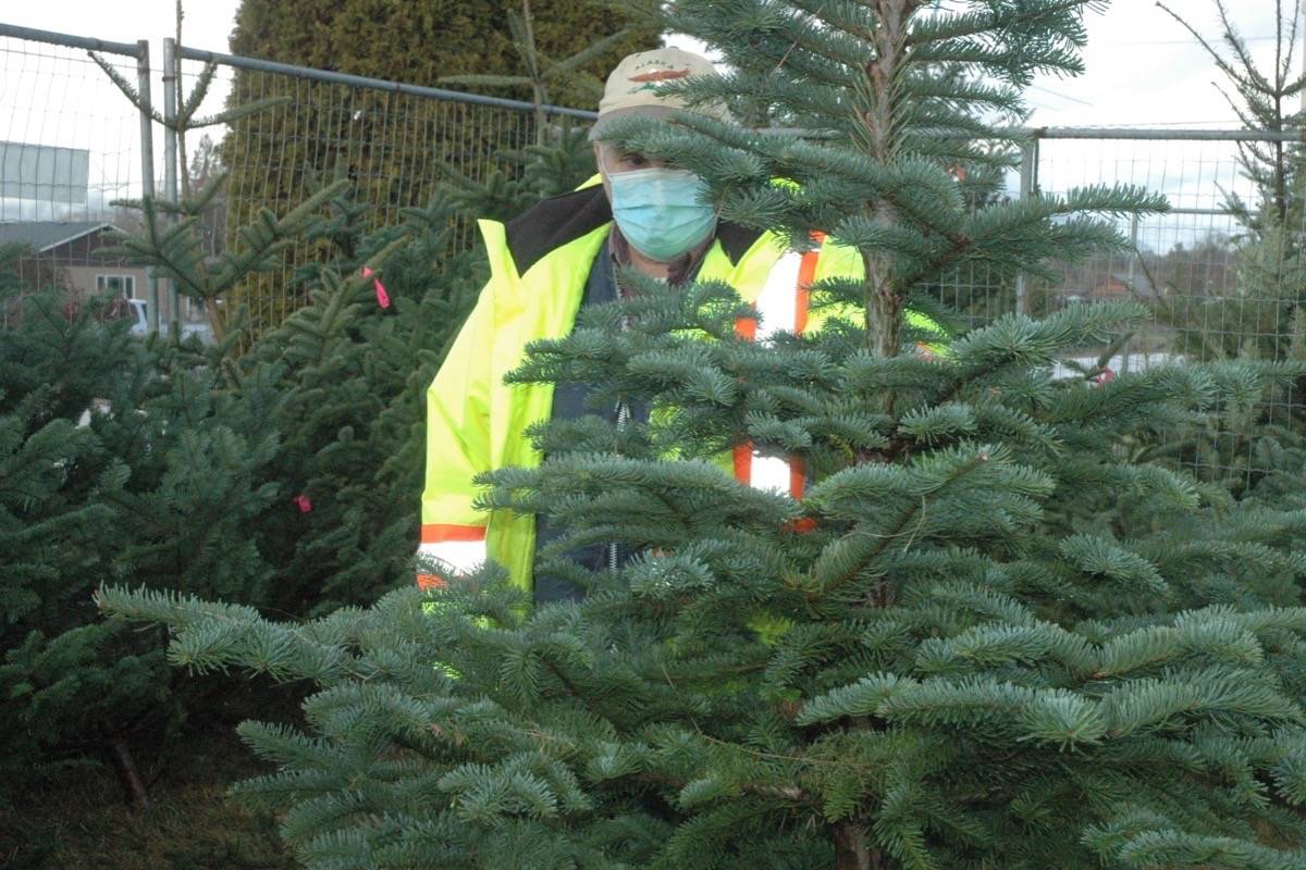 Long-time Christmas tree seller Pete, who is selling trees as a fundraiser at the 7-11 on the corner of Tzouhalem and Lakes Road, said he doesn't expect to have any trees left by the end of the weekend. (Robert Barron/Citizen)