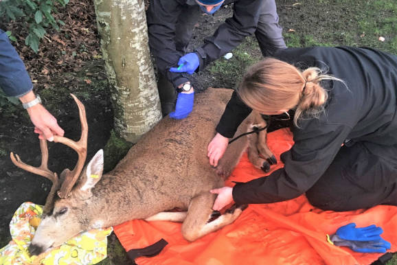 An arrow is removed from the chest area of a sedated buck near Uplands Golf Course on Tuesday. The buck was spotted on Friday and had been wandering the area for a least five days since it was shot. (B.C. Conservation Officers Twitter Photo)