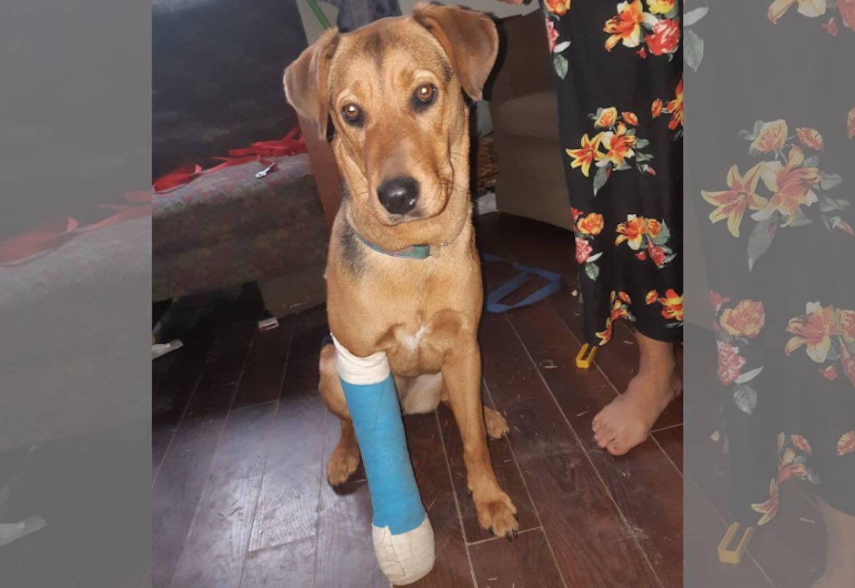 Bacon, an eight-month-old puppy, is in a splint after she was kicked by a random stranger on Christmas Day on Beecher Bay Reserve in East Sooke. (Facebook/Ronnie Marie Tejano)
