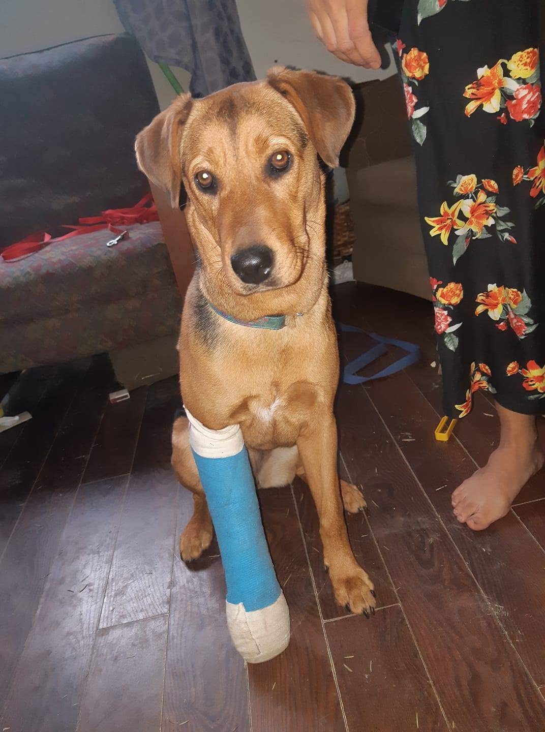 Bacon, an eight-month-old puppy, is in a splint after she was kicked by a random stranger on Christmas Day on Beecher Bay Reserve in East Sooke. (Facebook/Ronnie Marie Tejano)