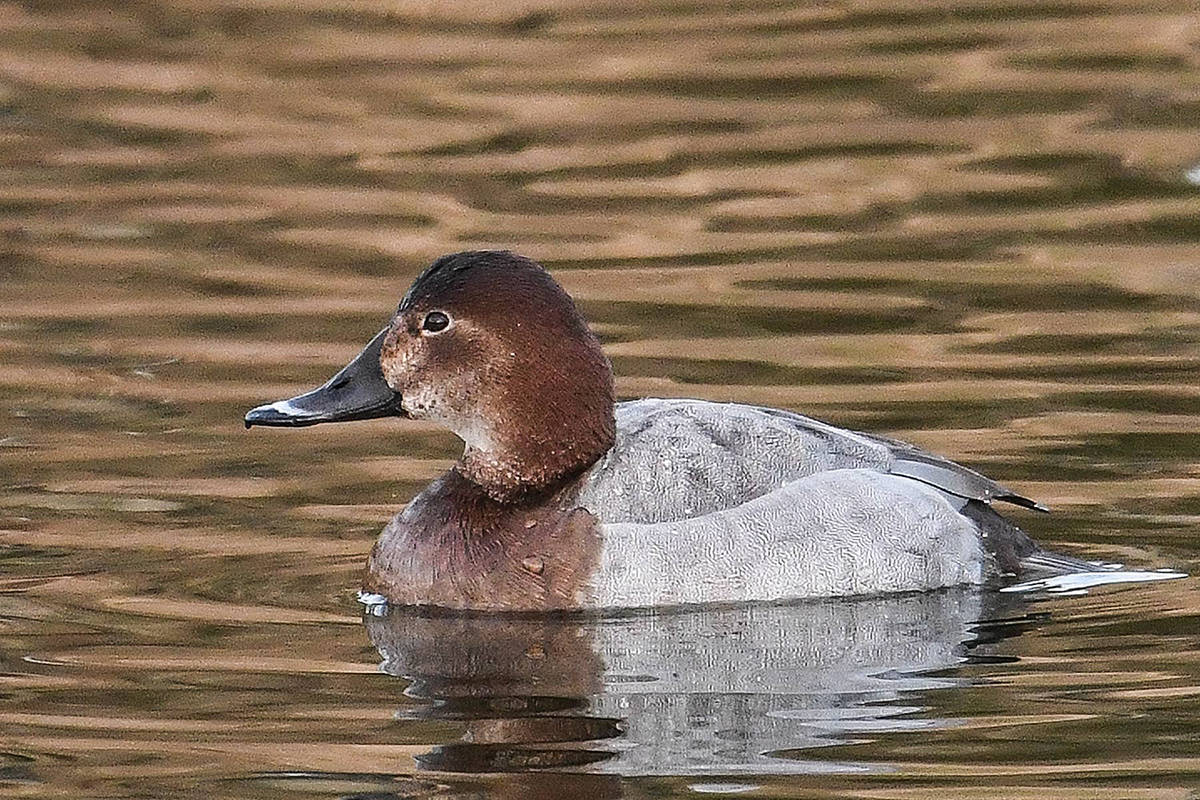 A common pochard swims at a pond at Morningstar Golf Club in Parksville. (Mike Yip photo)