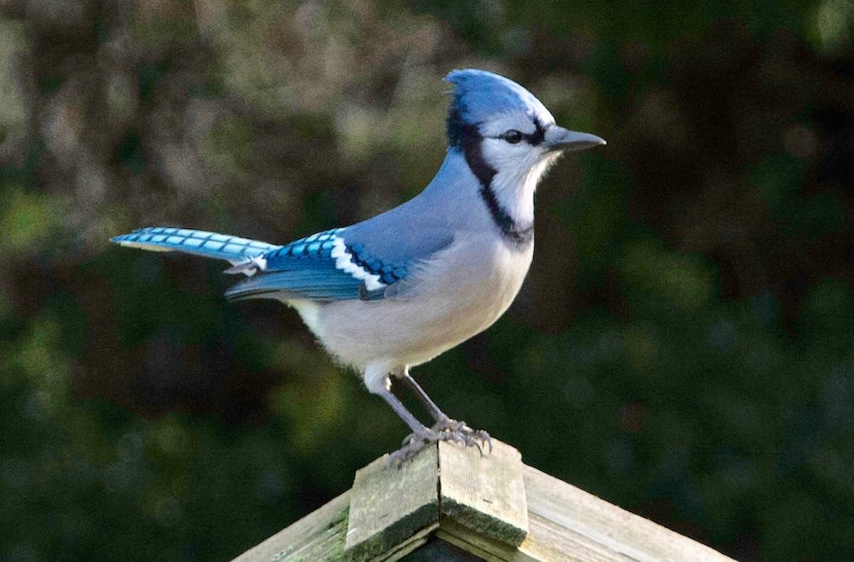 A Blue Jay, commonly found in the Central and Eastern United States and the southeastern coast of Canada, was spotted in Sooke on Dec. 27. (Contributed – Robin Robinson)