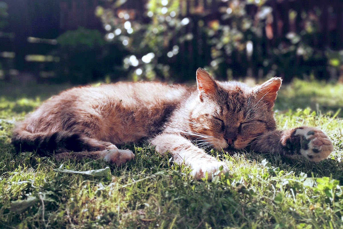 City councillors, after reviewing public feedback, voted to recommend the city move forward with an animal responsibility bylaw that will keep cats from roaming. (Stock photo)
