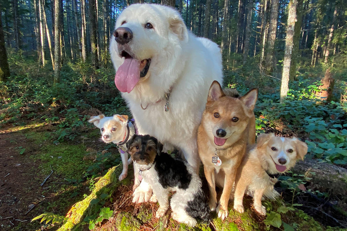 AnimalKind, the BC SPCA’s animal welfare accreditation and referral program, has granted accreditation to Courtenay’s K9 Kind Dog Training & Behaviour Consulting, owned and operated by Carrie Lumsden. Photo supplied