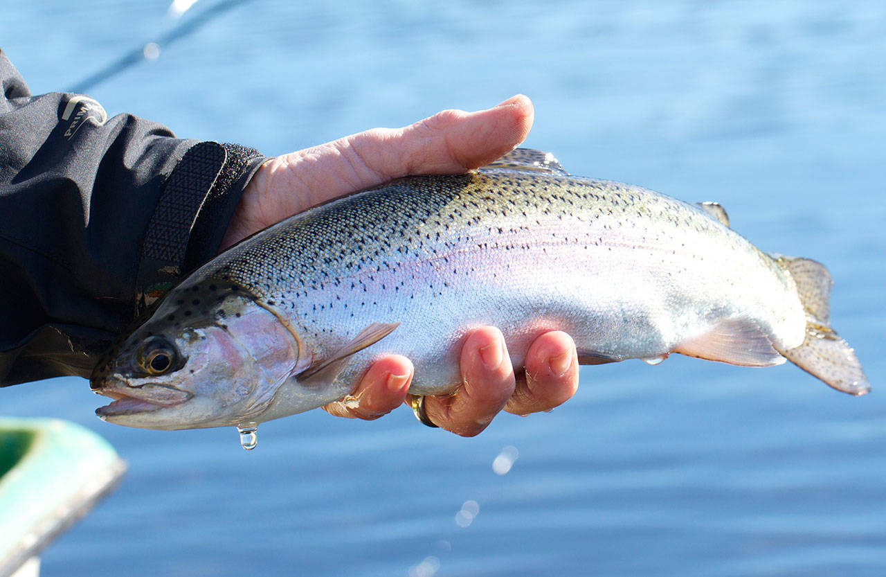 Rainbow trout, pictured, was one of several species stocked into B.C. lakes in 2020. Despite challenges posed by the pandemic, the Freshwater Fisheries Society of B.C. successfully completed its program last year, releasing 5.63 fish into 662 lakes across the province. (Black Press Media file photo)