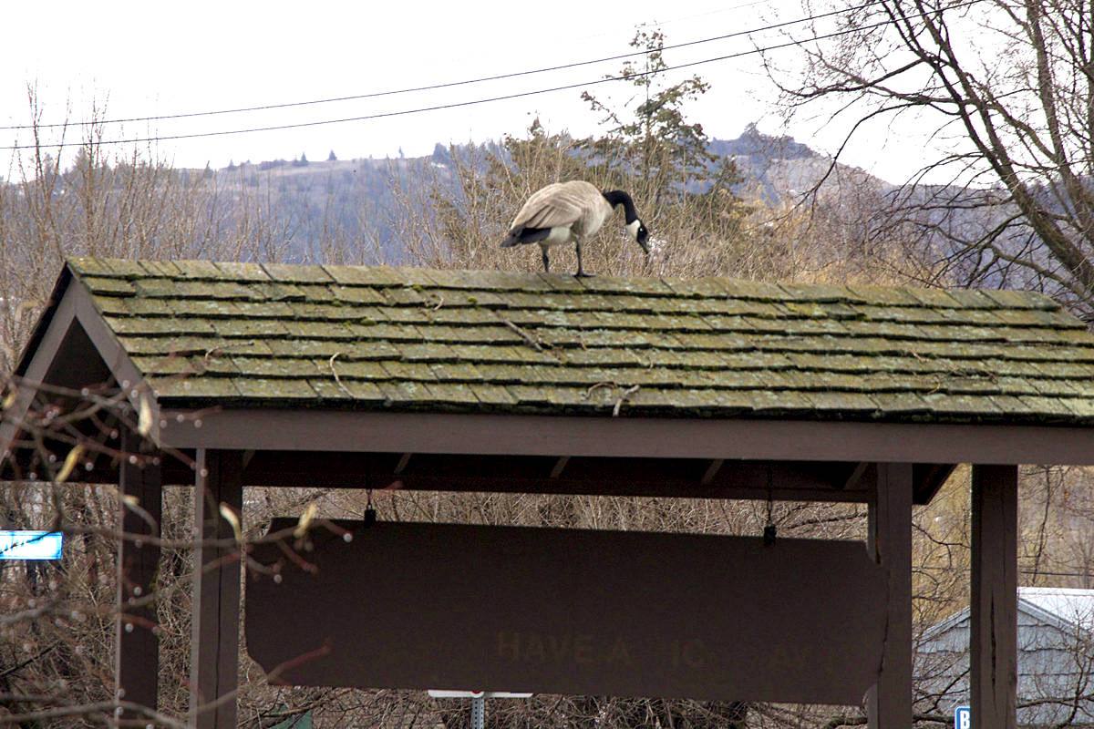 Vernon has agreed to a goose cull to control the over-populated invasive species making a muck of area parks and beaches. (Morning Star file photo)