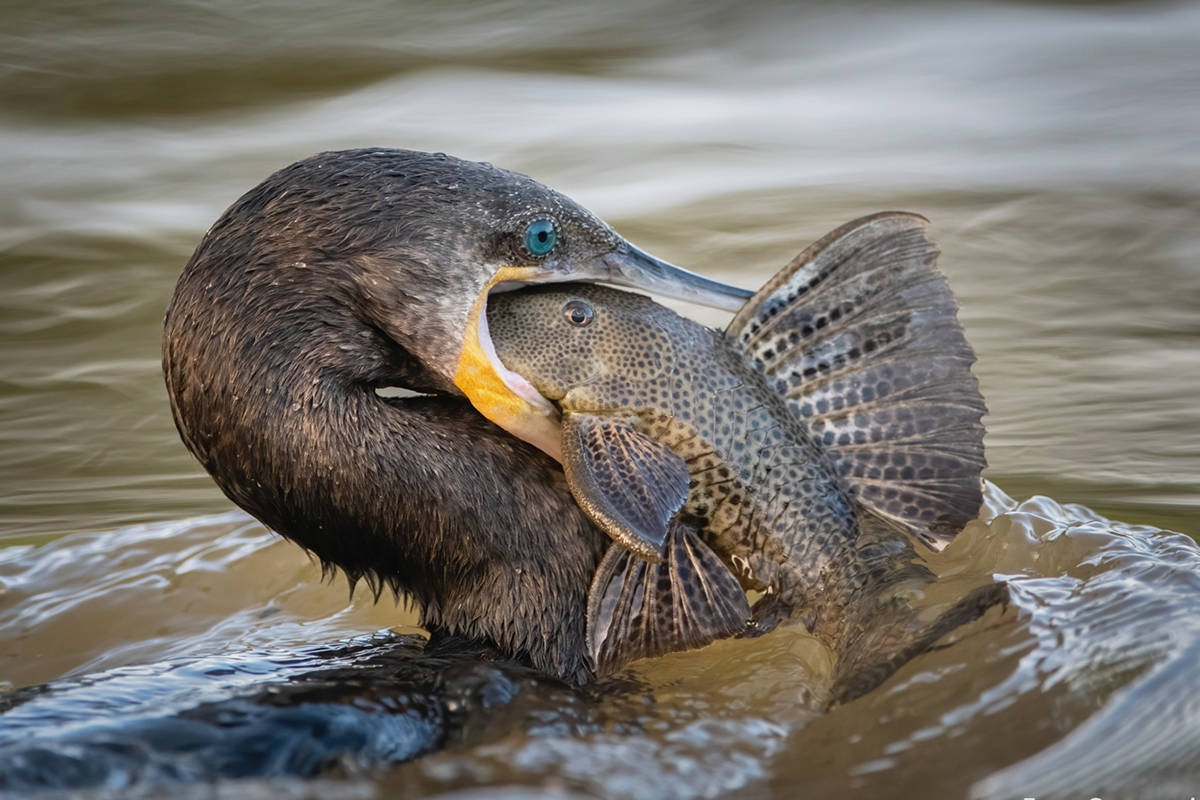 Saanich photographer Evan Guengerich’s image of a bird doing its best to overcome a groundfish for its next meal took third place in best of show, and second for best wildlife photo in the Lion’s Gate Celebration of Nature club competition for 2020-21. (Photo by Evan Guengerich)