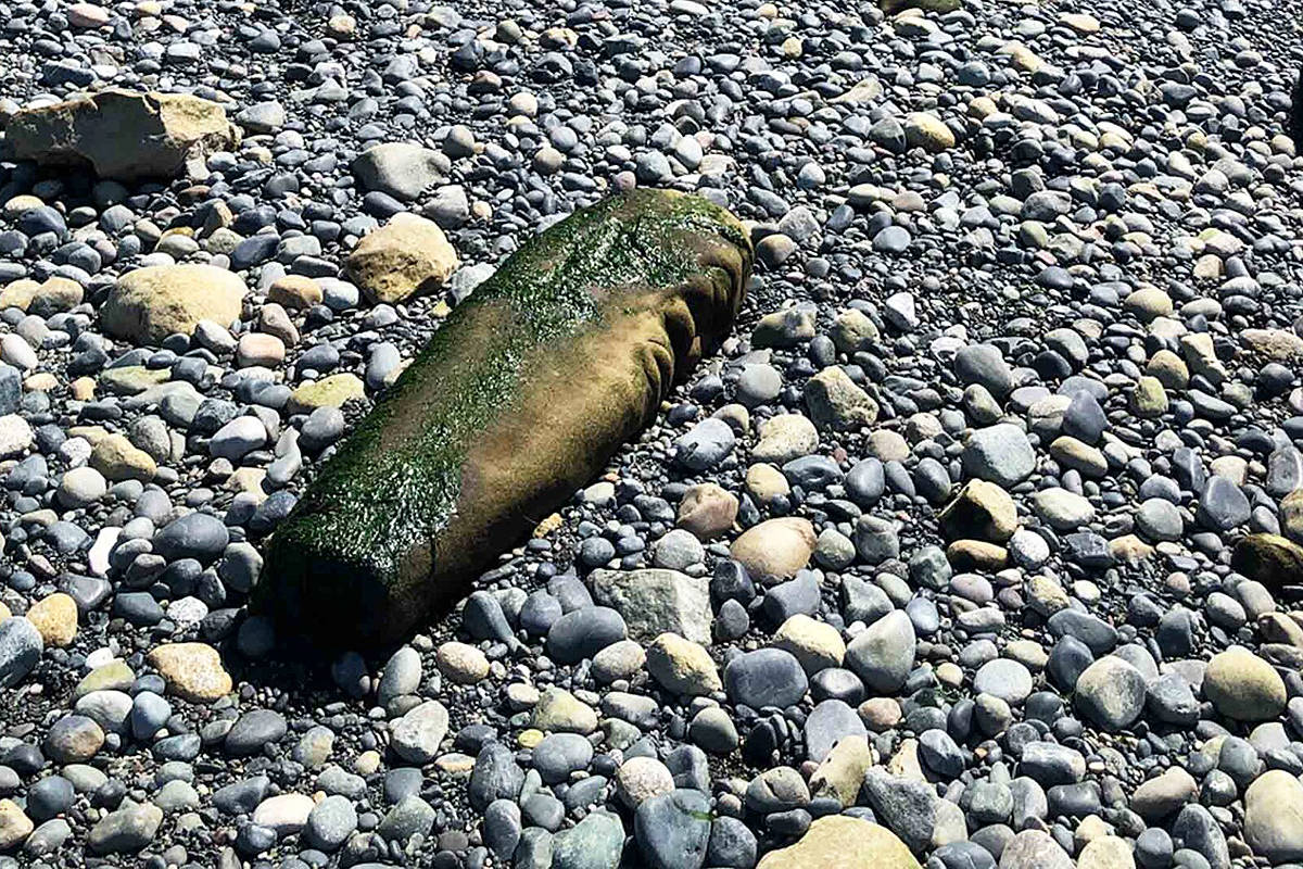 This stone pillar discovered on the beach at Dallas Road last summer was taken into care by conservators at the Royal B.C. Museum. Curatorial staff at the museum have been working with Songhees and Esquimalt Nation representatives to determine its use as a cultural stone or marker by Indigenous peoples in the area. (Bernhard Spalteholz photo)
