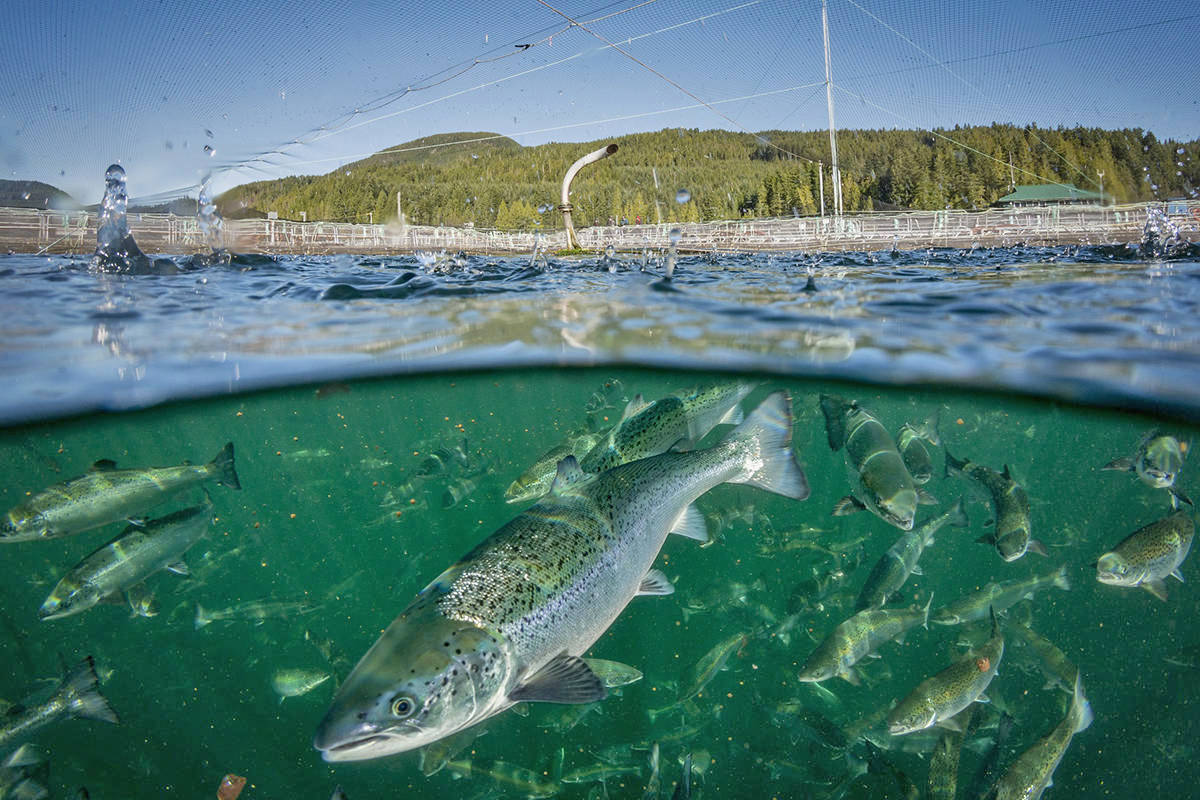 B.C. commercial fishers argue Canada’s oceans can play an important role in a new and revitalized economy, but only if the first step is to restore their natural productivity. (Black Press file photo)