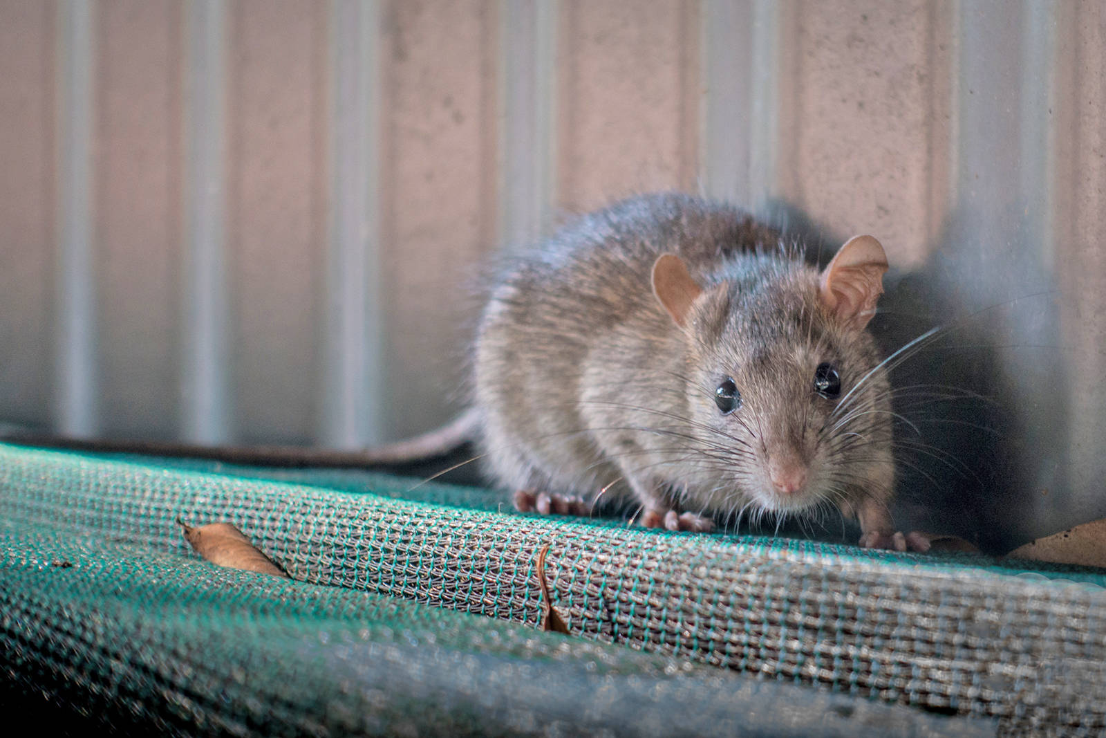 Sooke council has sent a letter to the Minister of Environment and Climate Change Strategy calling for a province-wide ban on the use of rat poison. (File photo)