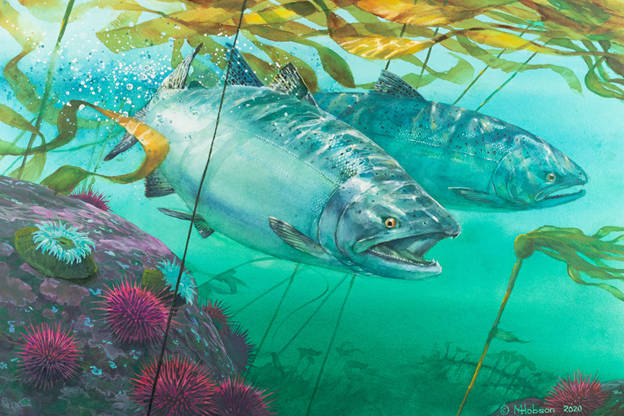 Mark Hobson’s Chinook Salmon: Breaking Through won an annual competition this year to be featured on the 2021/2022 Salmon Conservation Stamp. The proceeds from the stamp are channeled to the Pacific Salmon Foundation for salmon conservation and enhancement projects. The spring round of funding is now open for community-based initiatives.