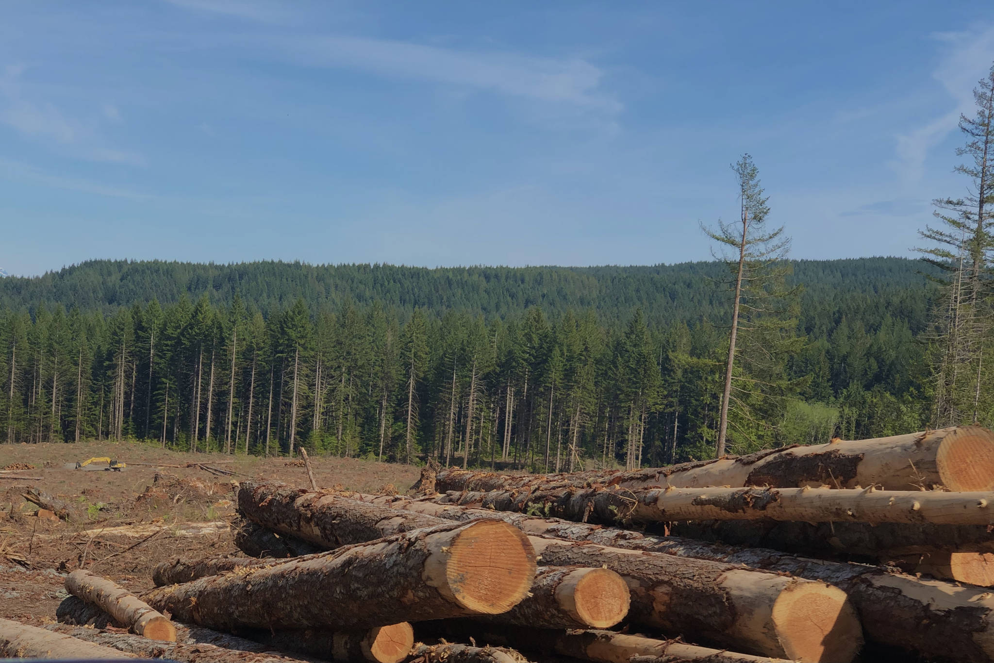 In a report released on Monday, Sierra Club BC said that majority of climate risks – including droughts, wildfires and landslides – are influenced by industrial logging. (Photo by Binny Paul/ Campbell River Mirror)