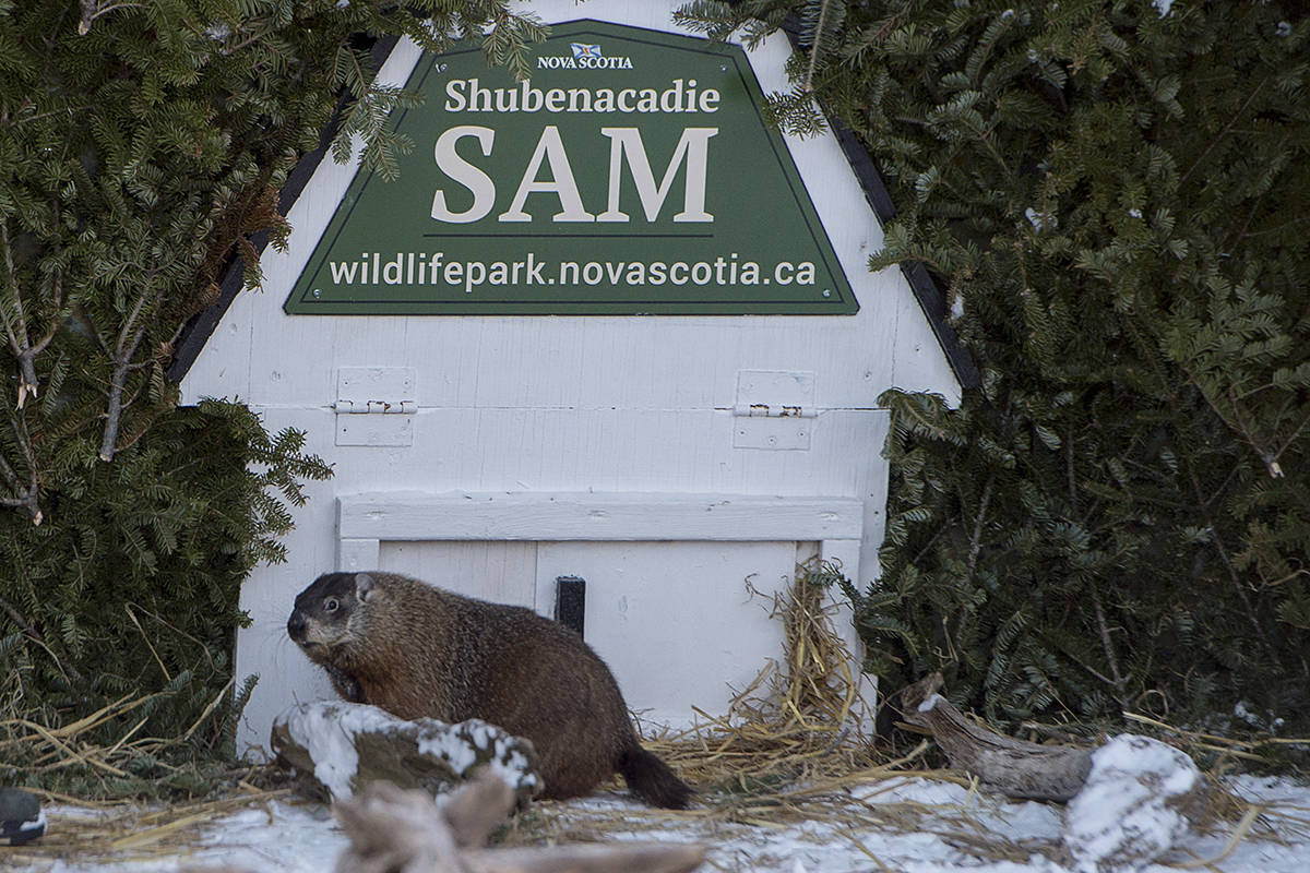 Shubenacadie Sam looks around after emerging from his burrow at the wildlife park in Shubenacadie, N.S. on Saturday, Feb. 2, 2019. Sam saw his shadow and predicts six more weeks of winter. THE CANADIAN PRESS/Andrew Vaughan