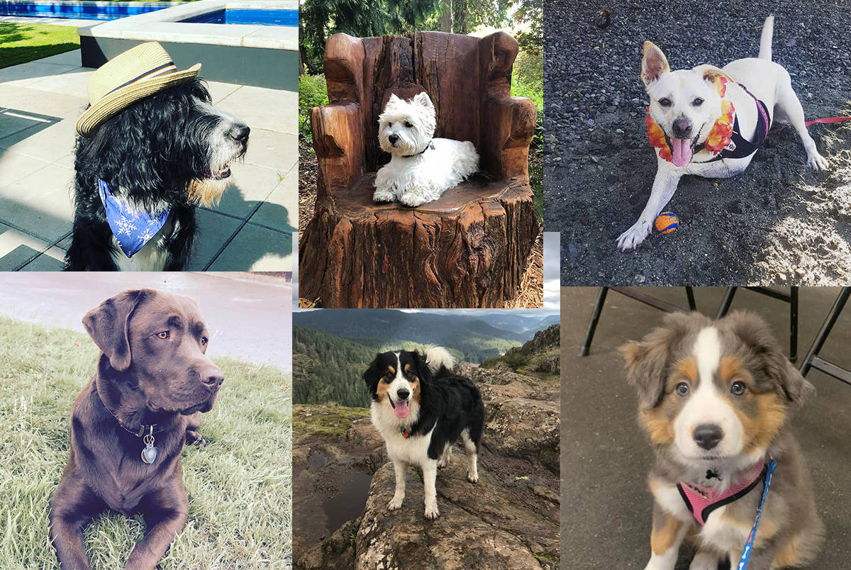 Dogs of Victoria. Top left, George stays cool. At top centre, Sam the Westie sits in the carved out stump of Beacon Hill Park. Top right is Sahara, a “tripawd,” on a section of beach along West Bay Marina, and bottom right is Stella, the unofficial mascot of Saanich emergency services. Bottom centre is Roxy atop Mount Wells and bottom left is Watson. (Photos from Oak Bay News Facebook page)