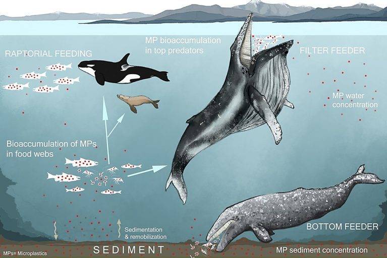 This illustration shows the paathways for bioaccumulation of microplastics (MPs) in marine mammalian food webs, indicating the feeding preferences and foraging strategies in marine mammals and potential microplastic exposure via prey. (Artwork supplied by Nastenka Alava Calle)
