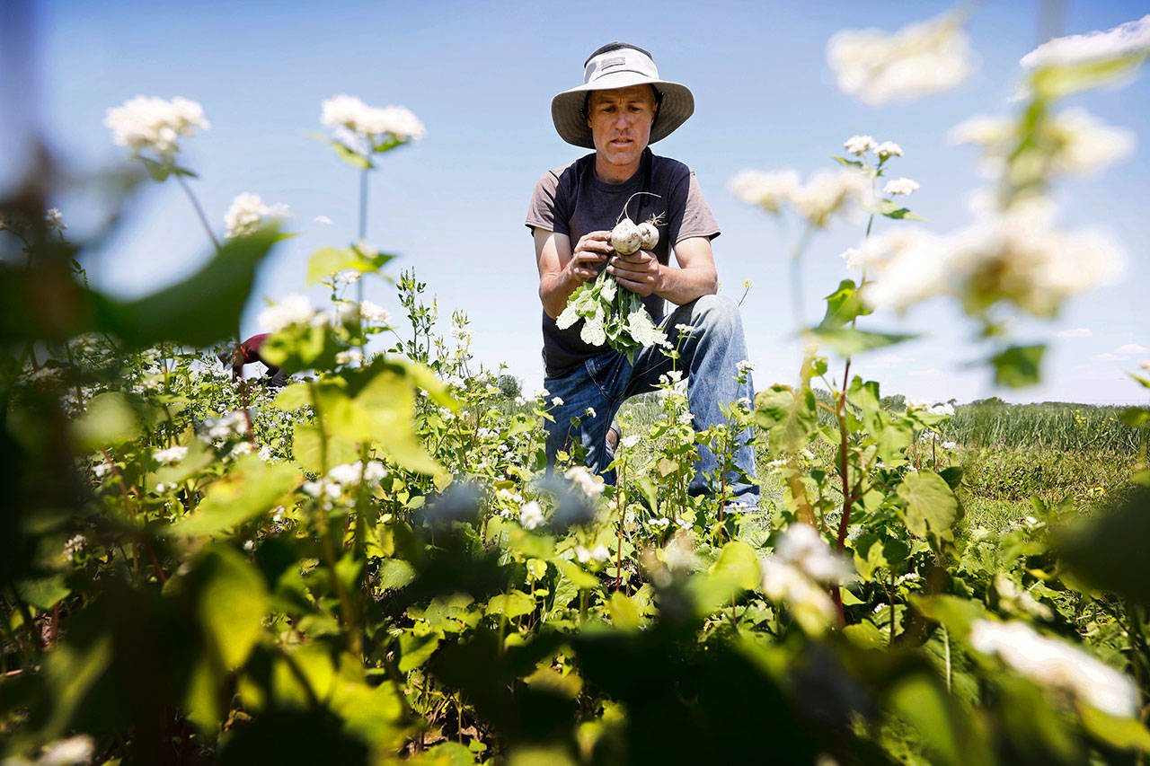 In this Monday, June 10, 2019 photo, Andrew Dunham harvests Hakurei turnips on his 80-acre organic farm, in Grinnell, Iowa. Like farmers throughout the Midwest, torrential spring rains turned Dunham’s land into sticky muck that wouldn’t let him plant crops this spring. But unlike other farmers, Dunham won’t get a piece of a $16 billion aid package to offset his losses, and he can’t fall back on federally subsidized crop insurance because Dunham grows herbs, flowers and dozens of vegetable varieties but not the region’s dominant crops of corn and soybeans. (AP Photo/Charlie Neibergall)
Farm insurance rates have skyrocketed this year. Black Press file photo