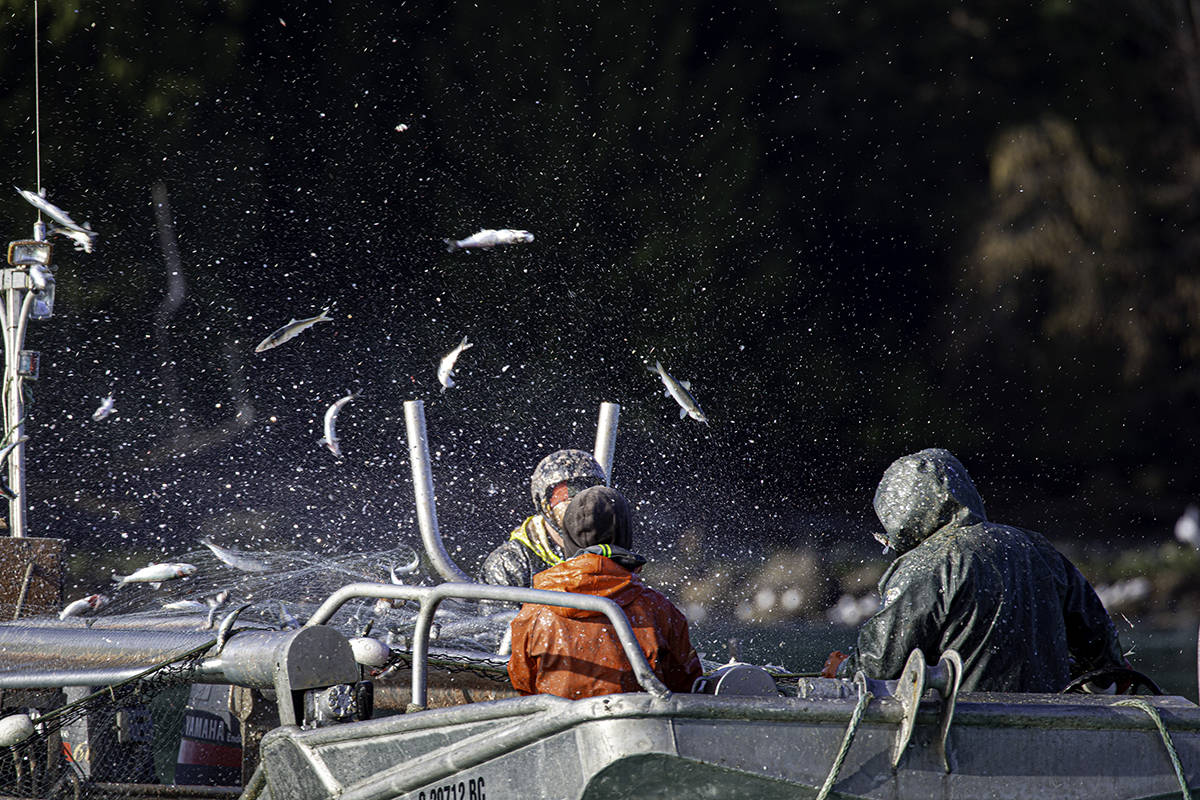 Conservancy Hornby Island is working to have a moratorium on the upcoming herring fishery. Photo, Simon Ager
