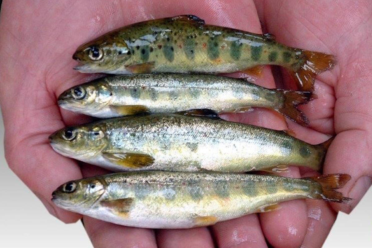 Mowi lowers estimates to 2.6 million smolt at risk of being culled in their Vancouver Island hatcheries. (Mowi Canada West).