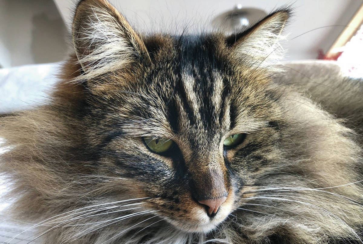 Safe and sound. Tiger made it through an adventure after getting stuck atop a 40-foot tree in Otter Point on Sunday. He was safely put back on solid ground through the efforts of Andrew Church and Affordable Tree Care. (Henry Veasey photo)