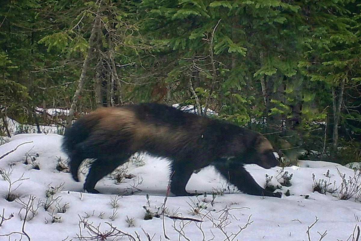 A trail camera photo of a wolverine in B.C.’s Shuswap region. (Photo courtesy Grant Hiebert)