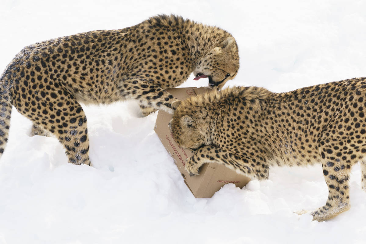 A pair of cheetahs from the facility are settling in well after recently making the multi-day journey from Quebec’s Parc Safari to the Imire wildlife sanctuary in Zimbabwe. THE CANADIAN PRESS/Paul Chiasson