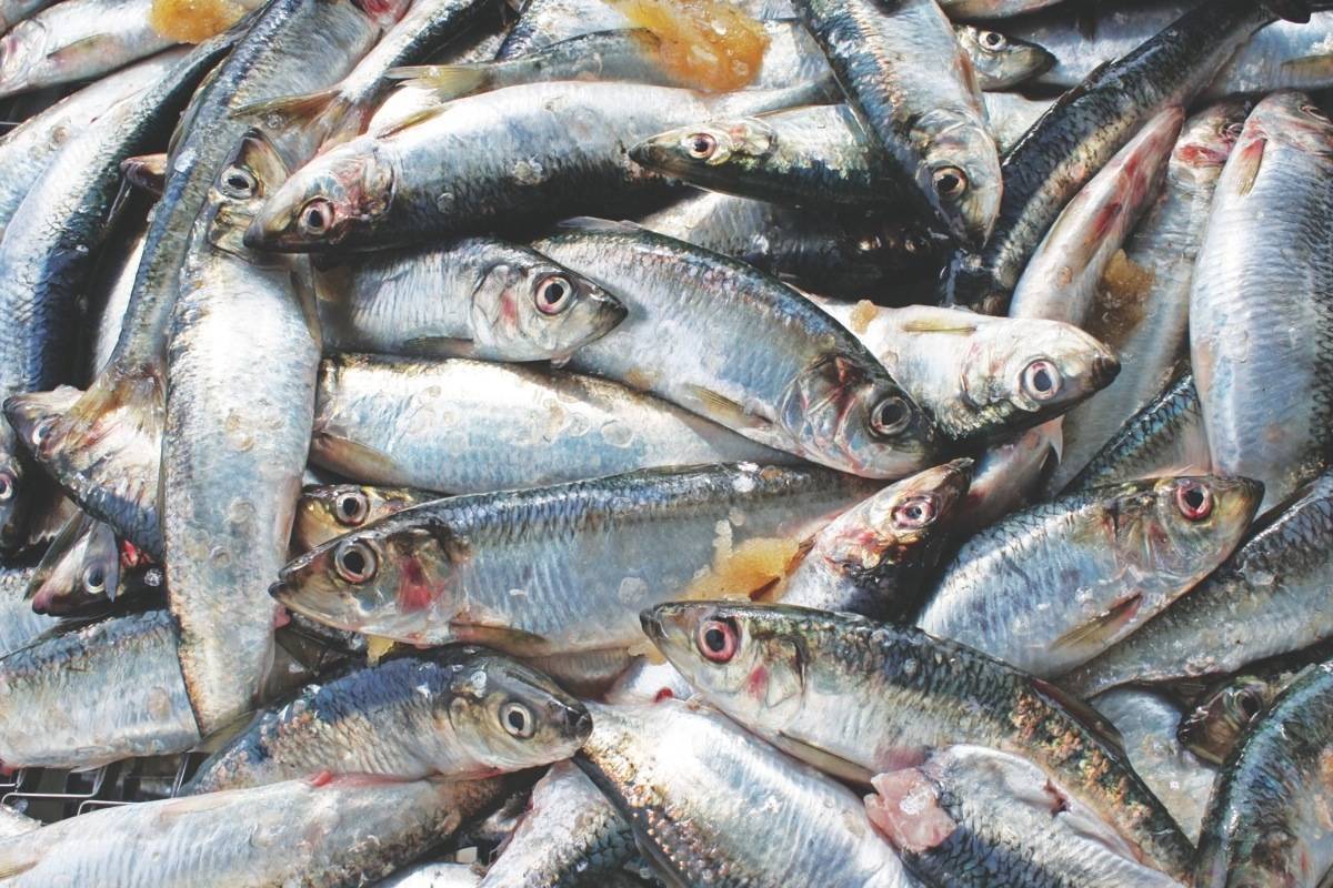 Fisheries and Oceans Canada released its final plan for 2021’s herring fishery in the Pacific Region on Friday morning, with the Strait of Georgia’s harvest rate remaining at 20 per cent. Some areas will have smaller-scale fisheries, while in two areas the fishery remains closed. (File photo)